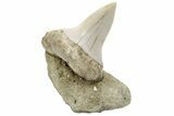 Fossil Mako Shark Tooth On Sandstone - Bakersfield, CA #223716-1